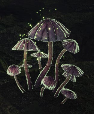 unique mushroom colony appearance