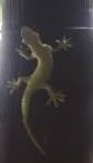 wildspire gecko