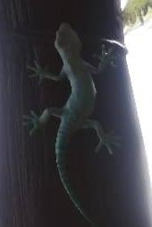 forest-gecko-monster-hunter-world-endemic-life