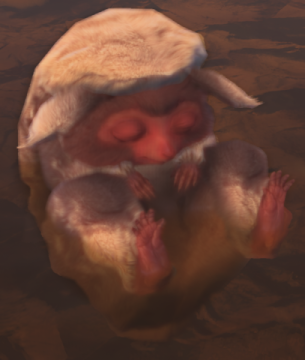 pearlspring-macaque-asleep-compressed-endemic-life-mhw